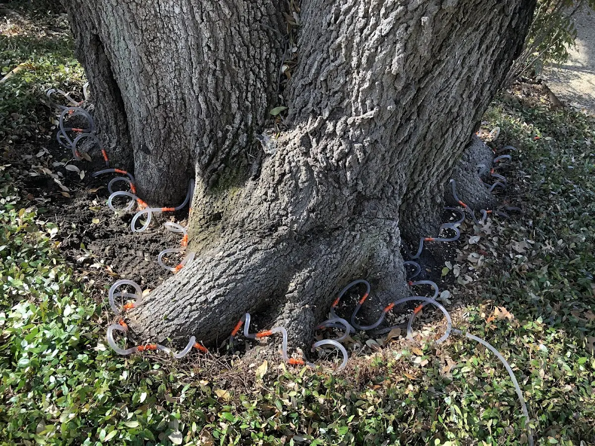 Detailed Tree Cabling and Bracing job site in Gilman City