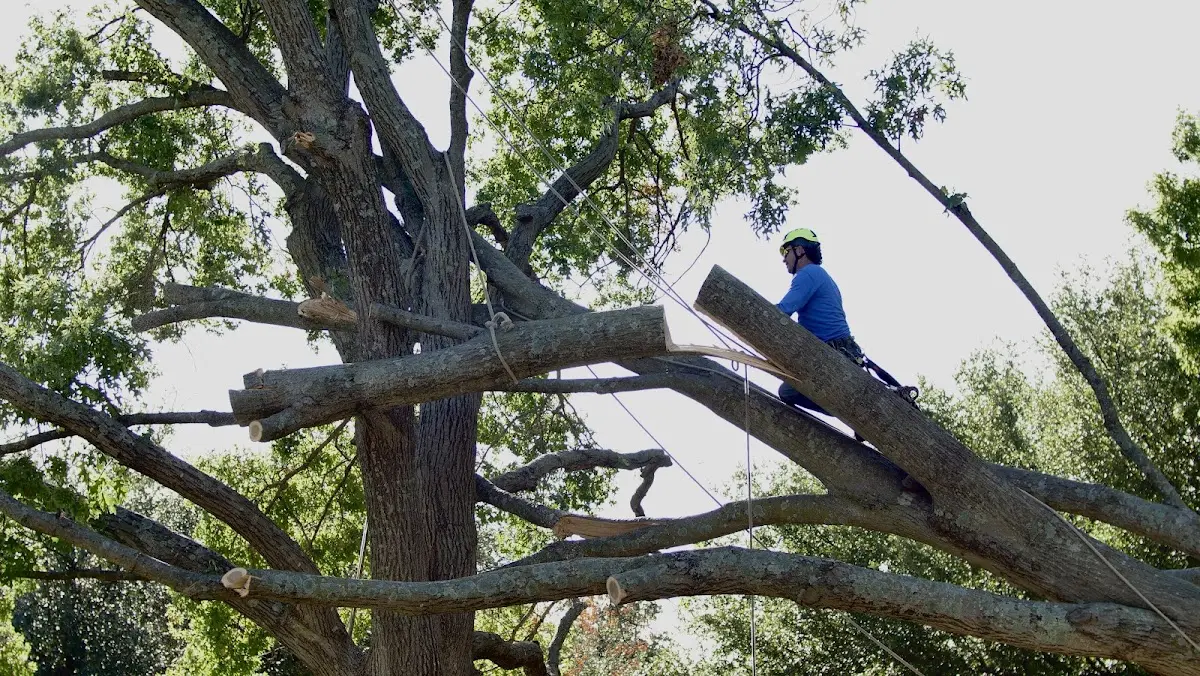 Professional Crown Thinning performed by certified arborists in Gilman City