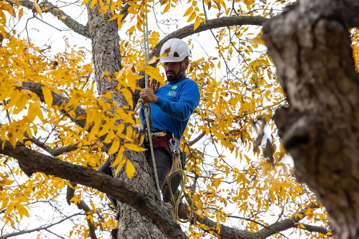 Skilled Tree Planing crew working in Gilman City