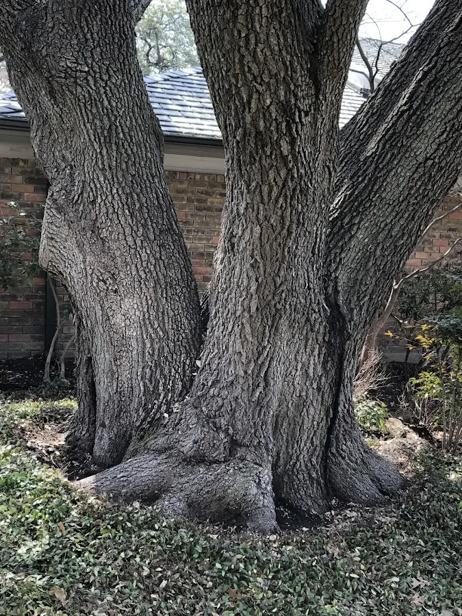 Mature heritage tree close to a Gilman City property cared for by certified arborists